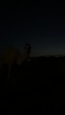 #الهرالبري 