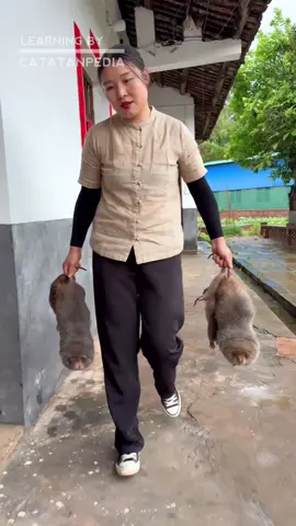 TIKUS BAMBU RAKSASA! Bukan Tikus Got, Harganya Rp150rb/kg! 😱🎋 #FaktaUnik #shorts 