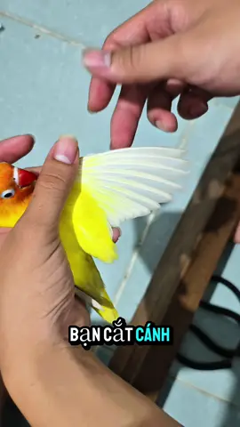 Cắt cánh cho vẹt sao cho thẩm mỹ #vet #vetlovebird #lovebirds #lovebird 