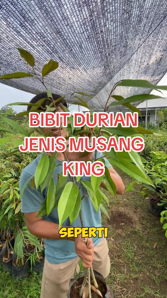 silakan di oerder untuk bibit 🌱durian jenis musang king. siap lahan,cepat berbuah,silakan CO di keranjang kuning pojok kiri bawah... #bibittanaman #bibitdurian #durianmusangking #bibitdurianmusangking 