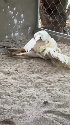 Trị hô hấp, khò khè , tụ huyết trùng ở gà#xuhuongga #ganoi #gatre 