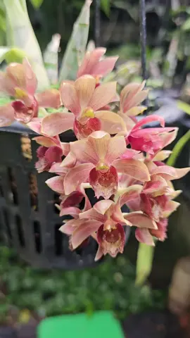 Clowesetum Coleen Dunn ❤️