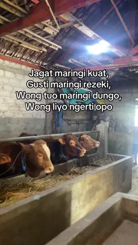 😝😝😝#BerkahAbellaFarm #peternakmuda #fyp #xybca#trend 