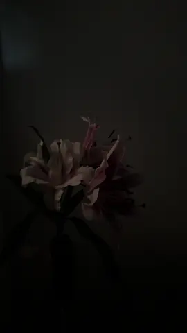 •🪷•