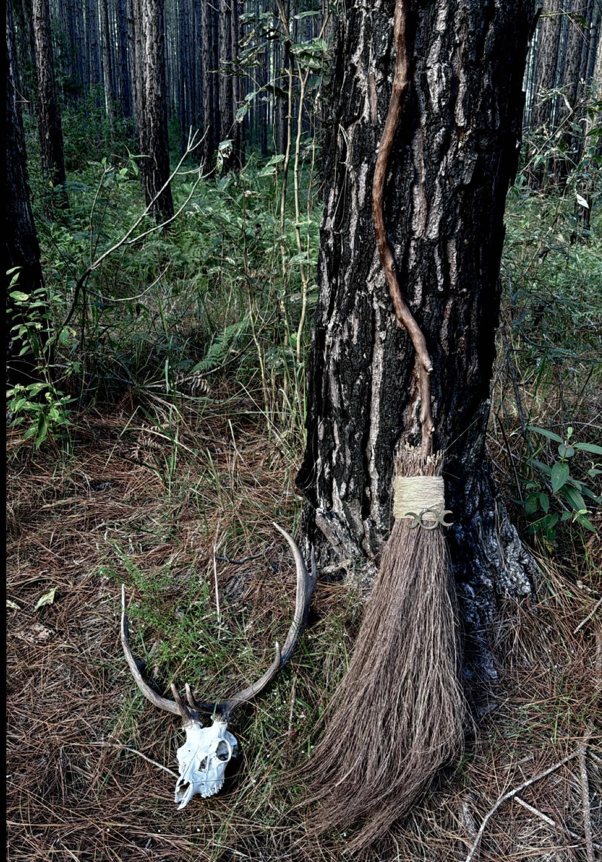 The Witch’s broom, also known as a besom, isn’t just folklore. It’s a working tool of energy, ritual, and protection.. but like anything associated with the Witch archetype, it was eventually ridiculed, demonised and diminished. Its true power was watered down through centuries of fear, mockery and cultural suppression. In the old ways, besoms were used to sweep not just dirt but energy, cleansing ritual spaces before spellwork or sabbats. They were placed by doors to guard the home, hung over hearths for protection and laid across thresholds to keep out unwanted spirits. Besoms also played a role in ancient fertility rites. At Beltane, couples would leap over the broom to bless their union and call in new life. It was a symbolic act of crossing into a new chapter of commitment, of abundance and of creation together.  The image of witches riding brooms has real historical roots. In early folk traditions, women would straddle besoms during their fertility rites, symbolising growth, planting and connection to the land. Later, hallucinogenic flying ointments were applied using broom handles, absorbed through the skin. These practices were misunderstood and sensationalised by inquisitors, turning sacred ritual into accusations of witches flying to meet the Devil. The besom holds both masculine and feminine energy, a shaft of wood (the wand) and bristles of the earth (the womb) making it a tool of balance, transformation and sacred beginnings. I hold my besom with such deep reverence and in return, it meets me with power, protection and respect. #besom #witchesbroom #witch #witchcraft #witchesoftiktok #witchtok #witches #divinationtool