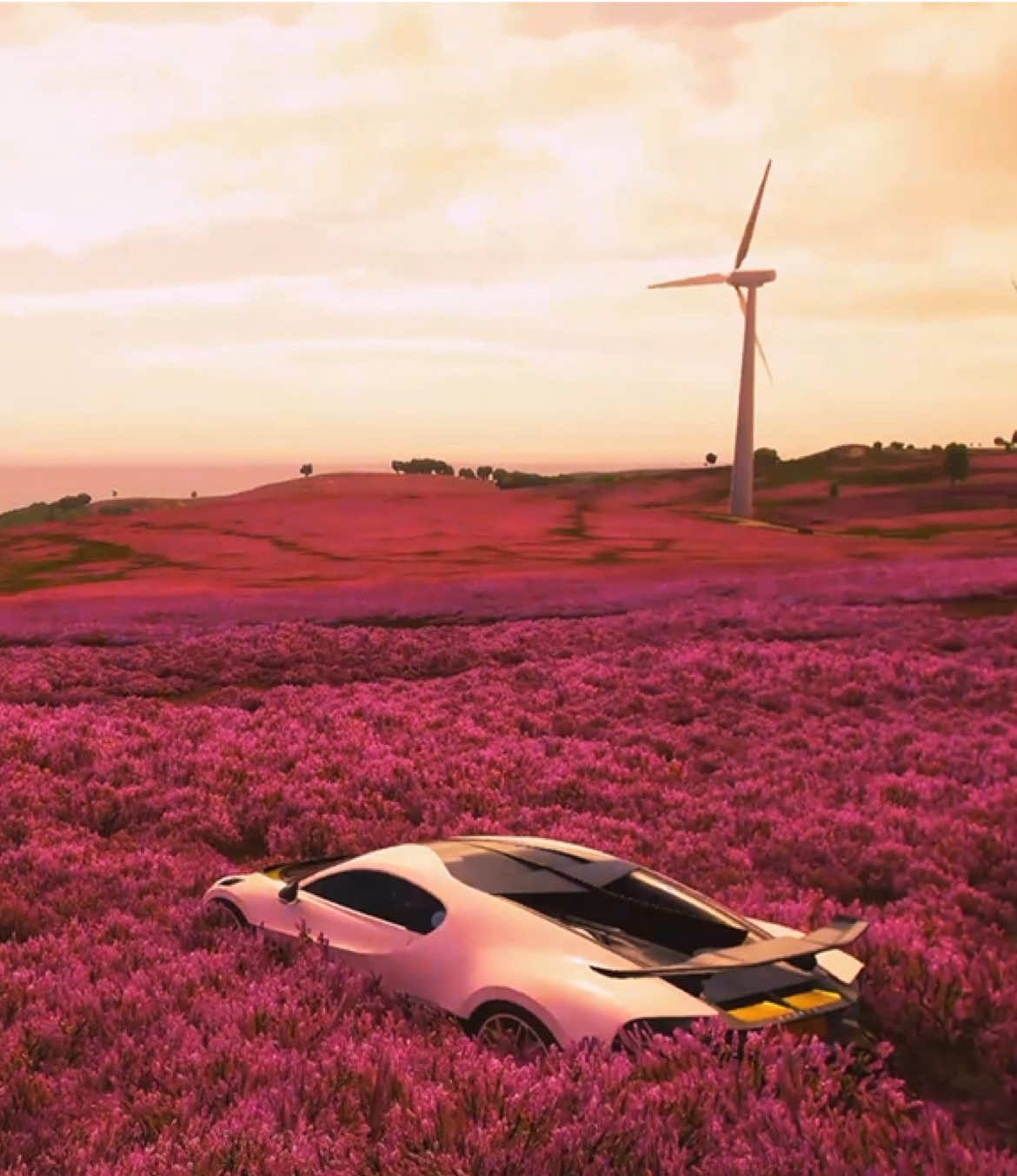 Beautiful footage Sunset Flower Sea#footage #flowersea #sunset #素材 #vision #🌹 