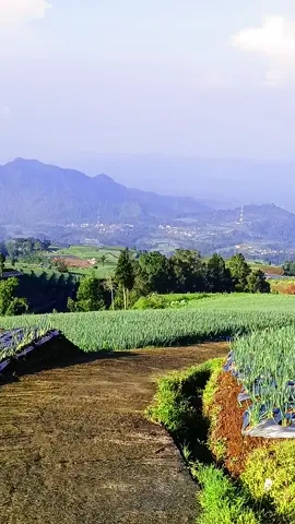 wiso tresno #lanagiri #lagujawa #fyf #fypシ゚ #foryou #foryoupage 