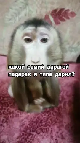 #пон #foryoupage #бибизян #брадок #ryp #брадочек 