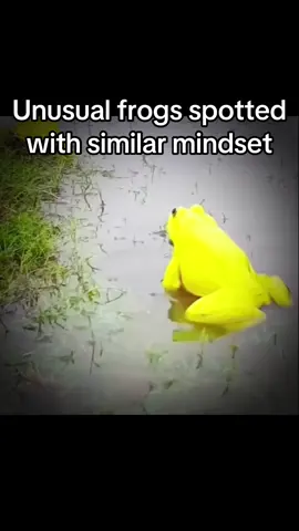 #frogs #reels #trendin #likeforlikes #tiktokindonesia #chinese #viralvideos 