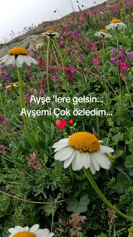 Ayşelere göndermedik🫠...
