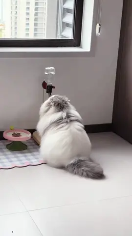 Only cat parents will understand how precious this moment is—when the furry boss is drinking water, we don’t even dare to move for fear of disturbing them 😂 🐱💦 #PersianCat #CatLife #FurBaby #PetShopMoments #fluffycat 