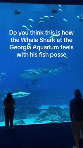 I made this off my ass please enjoy it 🙏 #georgiaaquarium 