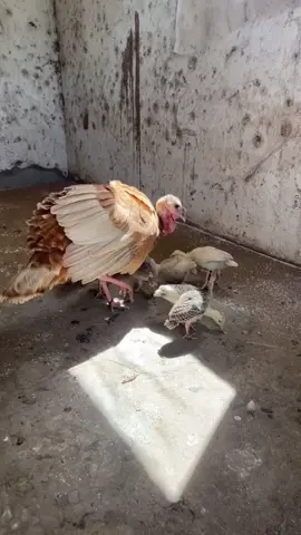 Un moment tellement précieux. La dinde et ses dindonneaux. Parfois nous laissons les dindes couver leurs œufs elles-même.  Ça crée un très grand lien avec ses petits. Elle les chouchoute beaucoup  #dindon #madamepintade  #fyp #videoviral  #viralvideos 