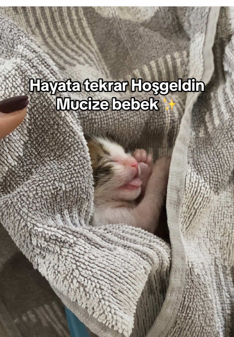 Bugün sabah saatlerinde bahçede neredeyse donmak üzere olan bir yavru buldum. İlk anda nefes almıyor sandım ama sonra hafif bir hareket fark ettim… Sıcak su torbasıyla sardım, nefes verdim, dua ettim. Yeniden can buldu. Adını Mucize koydum… Annesine önce kızdım ama sonra fark ettim, yavrusunu tam besleme saatimde, tam kapının önüne bırakmıştı. Belki de görmem, şahit olmam, yeniden doğuşuna eşlik etmem içindi… Dün akrep dolunayının enerjisiyle eski benliğimi yakarak uğurladım, yeni benliğimi, ışığa hizmet eden halimi niyet ederek kabul ettim. Bu yavru tam o niyetin ardından geldi… Belki yaşar, belki göçer… Ama ben ona sevgimi sundum, şefkatimi verdim. Ruhunun bunu hissettiğine eminim. Koliktif bilince katkısı olacaktır✨ Hiçbir şey tesadüf değil… Bu sadece bir yavru değil, bir mucizeydi✨ #kedi #sokakhayvanlarısahipsizdeği #cat 