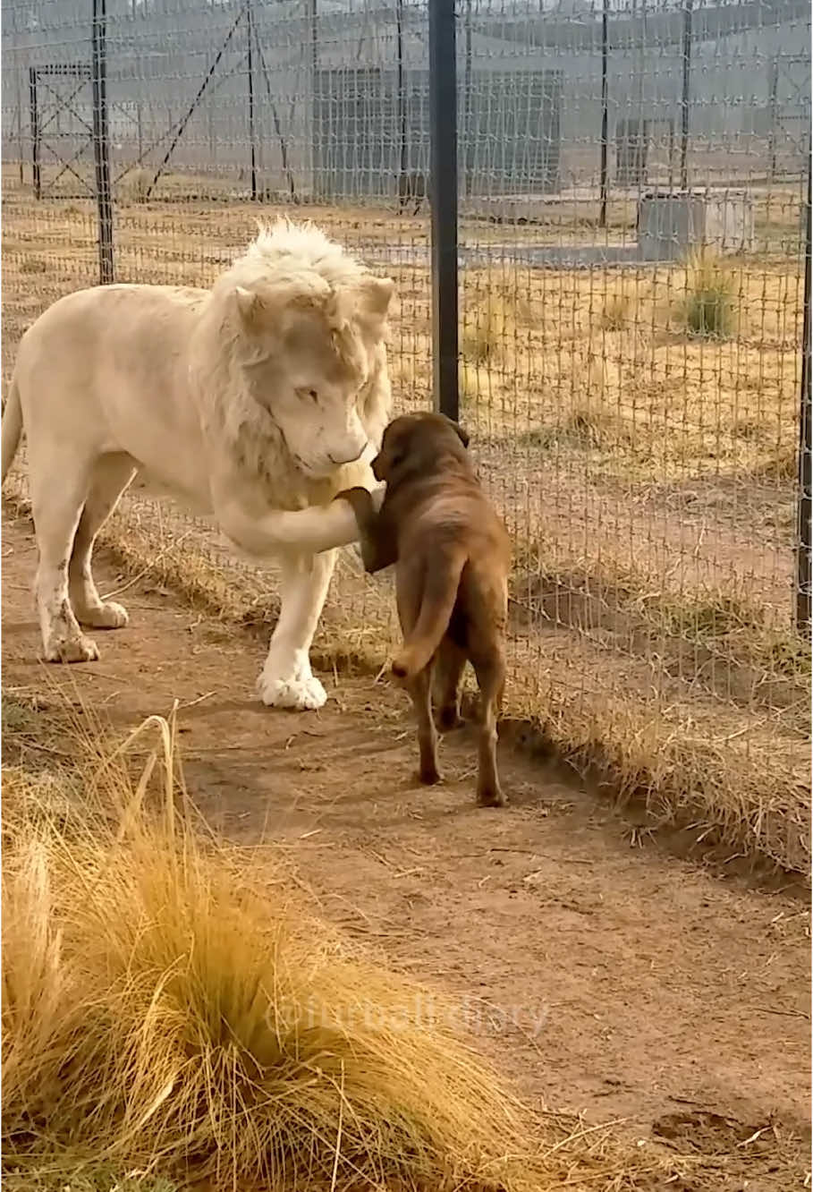 Dog and animals #dog #pets #dogsoftiktok #doglife #funny #funnyvideo #funnyanimals #foryou 