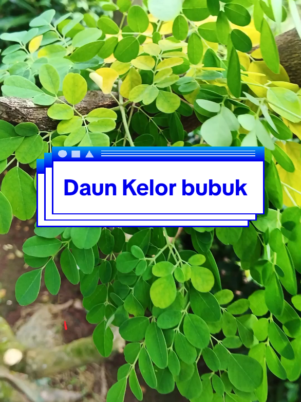 Daun kelor Asli 1kg #daunkelor #moringa #moringapowder #daunkelorbubuk 