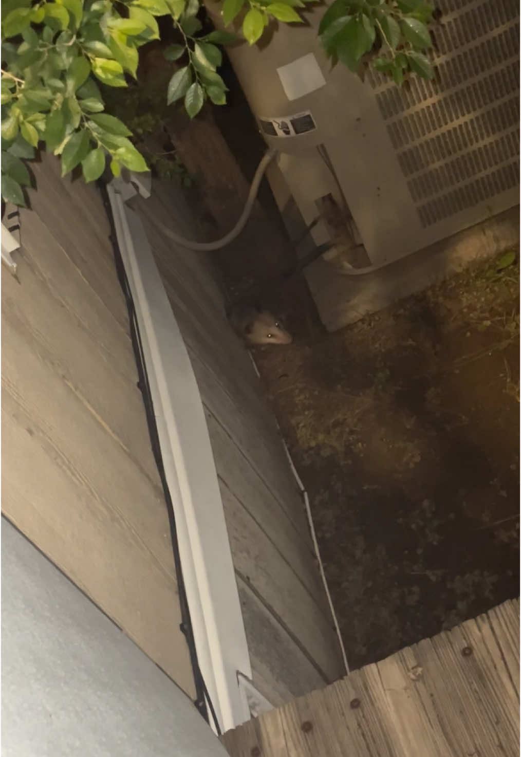 Oh my gosh!! I knew it was an opposum! It’s coming in and out through a tiny hole that has the Freon line to the central Ac and messing it up I think! What do I do? And how it just casually stuck its head back in lol 😂 #fyp #opposum #gross 
