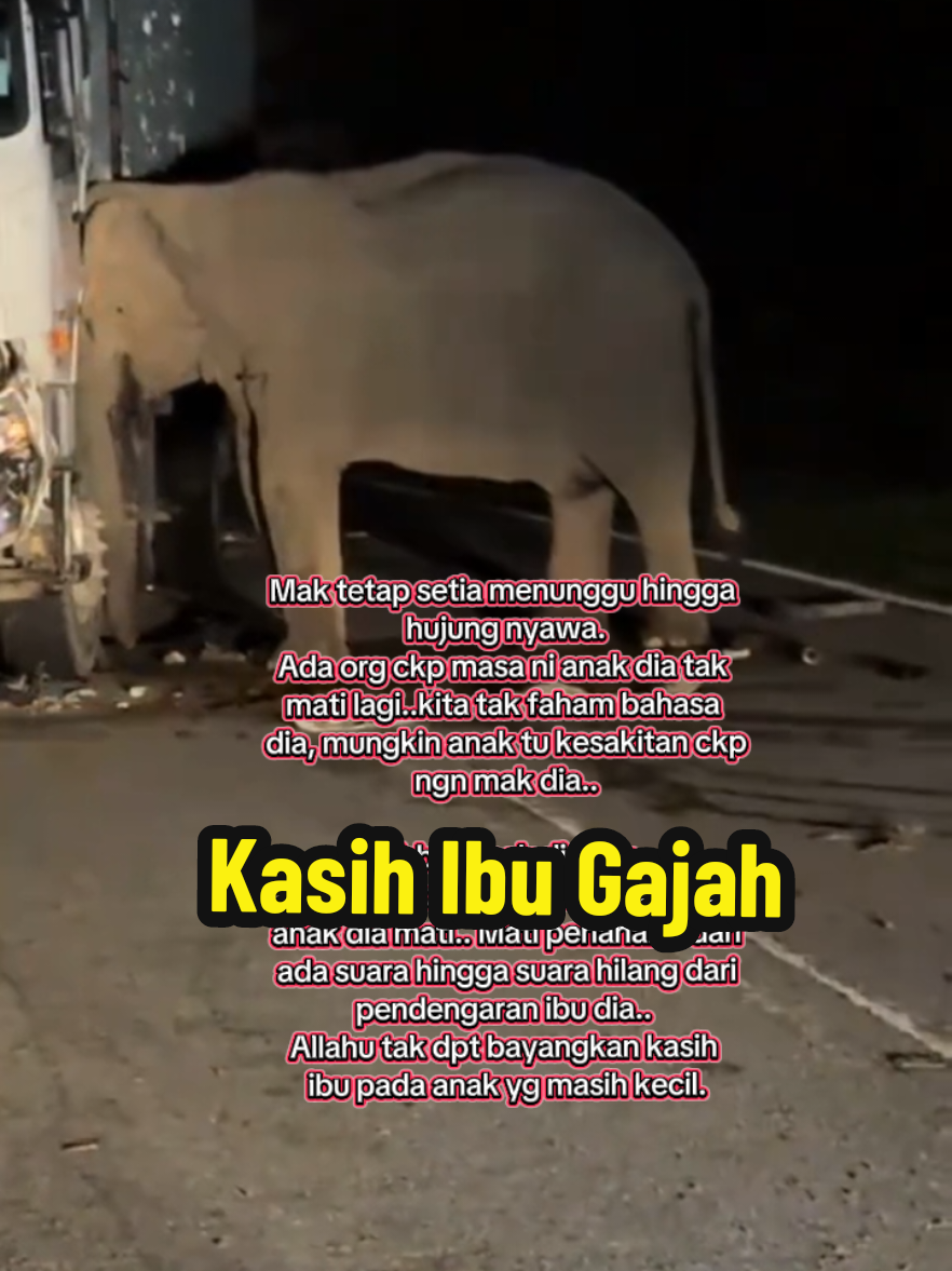 Kisah seekor haiwan tapi beri kesan kpd ibu satu Malaysia.. Kasih seorang ibu.. #viralanakgajahmati #anakgajahmati #anakgajah #anakgajahkenelanggar #kasihibu #anakgajahmatigrik 