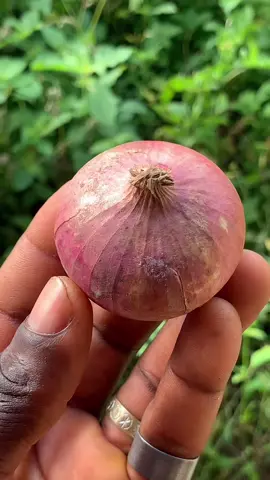 Onions is very powerful to ge your Ex back #tictokviral#fypviral #fypシ゚ #ppppppppppppppppppppppp #lovespell #foruyou 