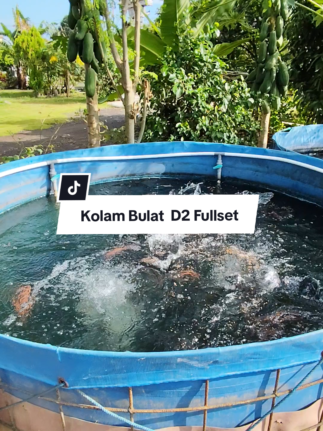mau budidaya ikan bingung mau buat kolam seperti apa..? coba aja beli kolam. seperti punya saya ini.. 👍 #budidayalele #fyp #kolamterpal #budidayanila #kolambulat #kolambioflok 
