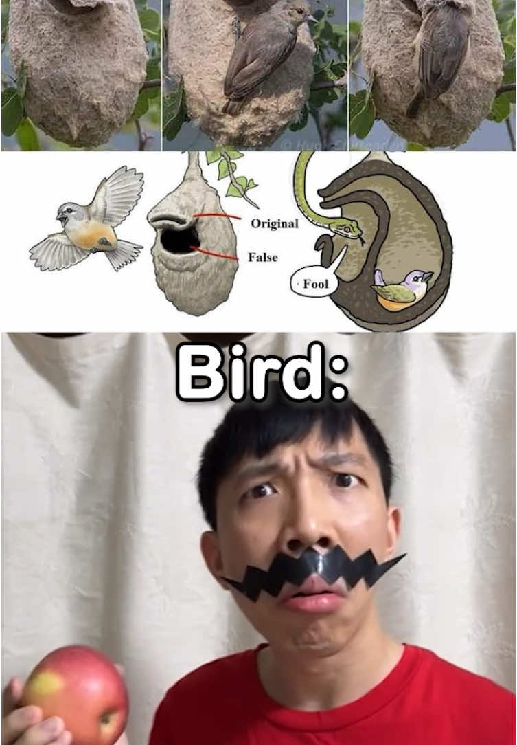 This is a drama of snakes and birds #luziwei #fyp #Meme #Animals #snake #bird #nature 