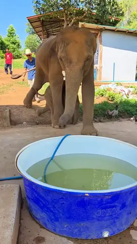 Teringat Kisah Sedih Anak Gajah Yg Dilanggar Lori Di Grik Perak..Sayang Nye Sang Ibu Gajah Dngn Anak Nye..Binatang Seperti Gajah Syg Kn Anak nye..#fypシ゚ #fypviralシ #🐘🚚😭 