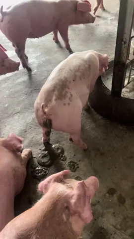 Tiêu chảy phân xi măng #channuoiheo🐷 #bstynguyenxuanduy #bstyduytony #hottiktok_xuhuong #heocon #benhtrenheohaygap #heotieuchaynang 