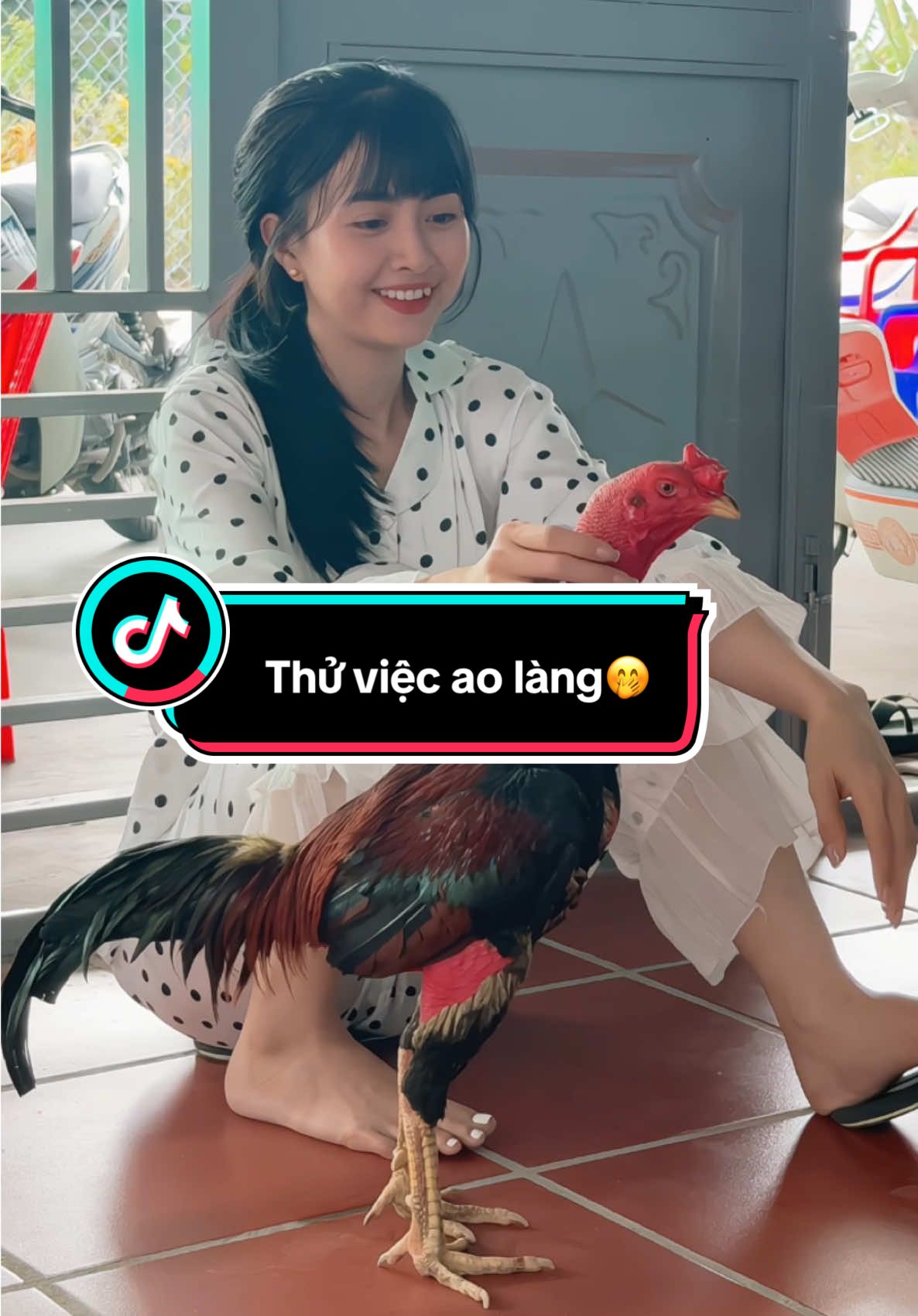 Giấc mơ thì miễn phí. Nhưng hành trình lại có phí🫶#diệulanhthuốcgà #huỳnhthịdiệulanh #đam_mê_gà_chọi🐓 #toiyeudongvat❤ #?gachoivietnam🐓🐓🐓❤️ #gachoivietnam 