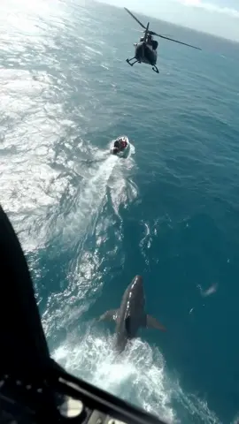 #gaint #fyp #megalodon #megalodon🦈 #ocean 