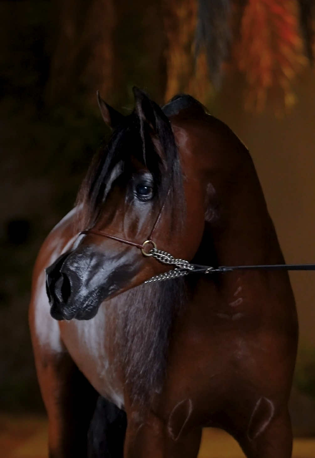 AA JALAL Sire: Gallardo J Dam: AJ Sawari Color: Bay DOB: 4 January 2018 Owner: alsultana stud  #الخيل_العربي_الاصيل #الخيل_العربية #الخيل_من_خيالها #جمال_الخيل #واهو #خيل_عربي #arabianhorse #horse #الخيل #جمال_الخيل_العربيه_الاصيله #قطر #الدوحة #bahrain #البحرين #المنامة