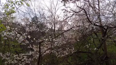 #background #aesthetic #video #calm #nature #vibe #spring #flowers #forest #fyp #весна #цветы #рекомендации 