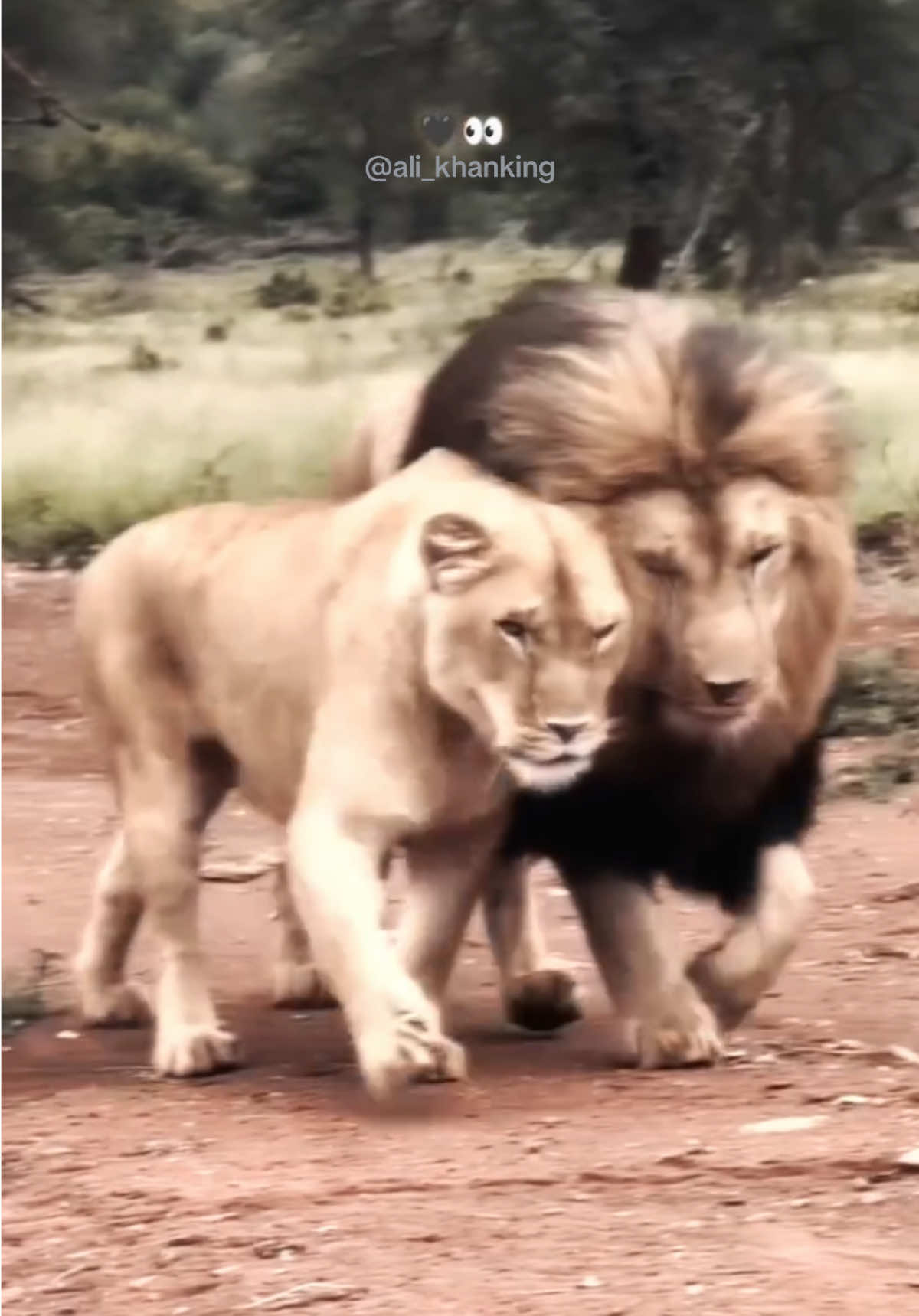 LOVE♥️ @Ali khan king 👑 @Ali Khan King 👑 #ali #khansaab #alikhanking #kingofkings #alikhan #lioness #lionlove