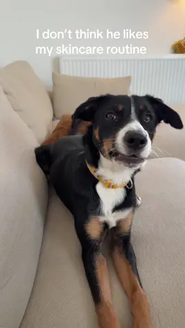 Not a fan  #funny #puppy #dog #funnytiktok #fyp #tamildog #tamil 