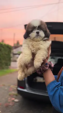✅Labrador innwa 35/-55/- ✅Golden retriever innwa 55/- 65/- ✅German shepherd 35/- ✅ Shitszu -50/-55/-65/- ✅canicroso 1:50/- lak  ✅ American bully 60/- 95/-  ✅Boxser female only 35/- ✅ rotwailer 55/- 150'0000/- ✅Beegal 1'70/- inbox msg ekak danna   #puppies #negombo🇱🇰 #allbreeddogs #doglovers #viralvideoシ #onemillionaudition #shitzu #fyp #anniversary gift 🎁 #birthday gift 🎁 #srilanka🇱🇰 #goldenretriever #germanshepherd #americanbully #