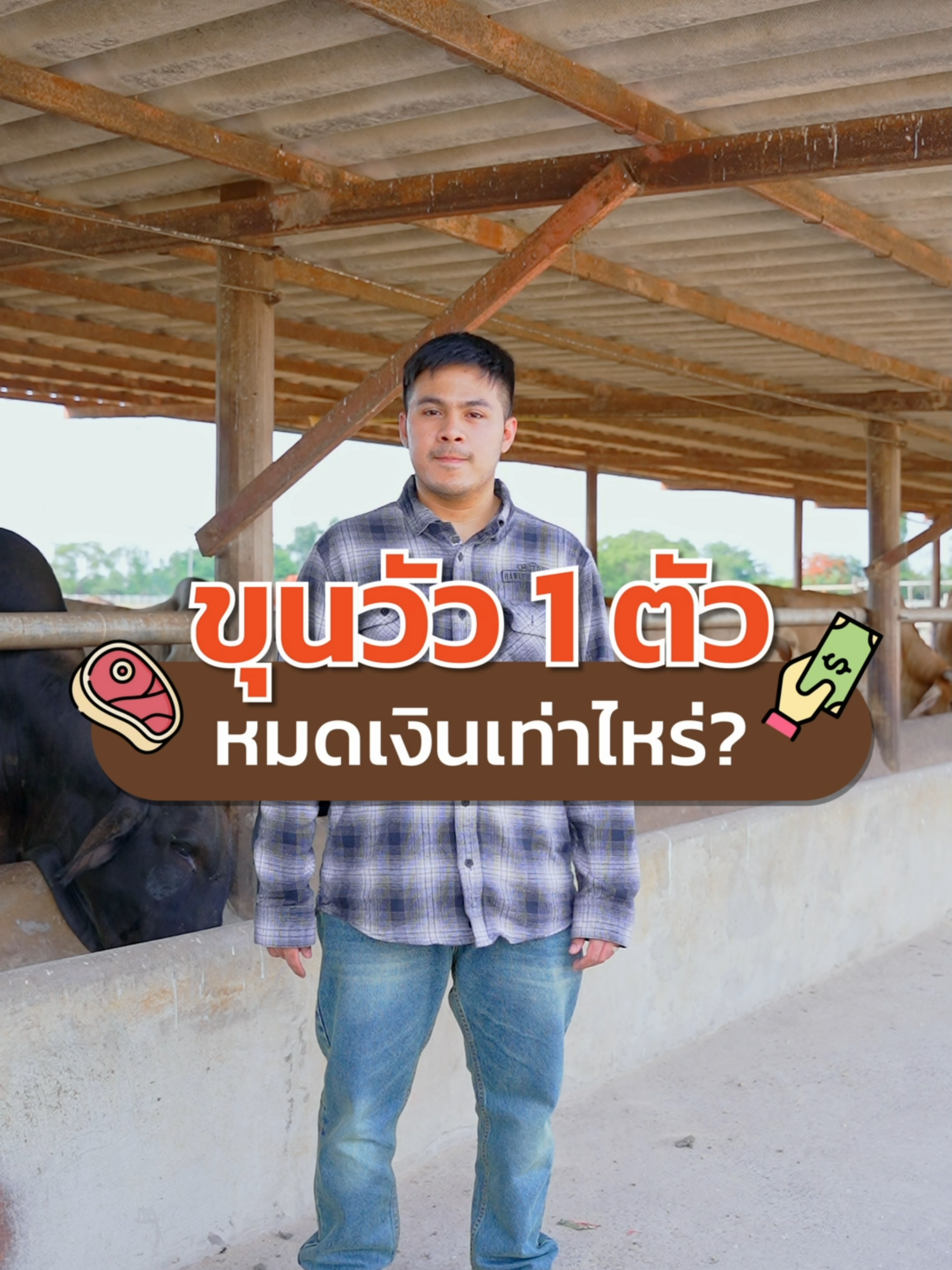 ขุนวัว 1 ตัวหมดเงินเท่าไหร่??  #tiktokuni #รู้จากtiktok #longervideos #คนเลี้ยงวัว #เด็กเลี้ยงวัว #ฟาร์มวัว #sunbeefเนื้อโคขุนแปรรูป #ร้านเนื้อ #สายเนื้อ #โคขุน #tiktokความรู้ #รู้หรือไม่ #ร้านดีบอกต่อ #ของดีบอกต่อ #อร่อยบอกต่อ #tiktokfood #tiktokพากิน #tiktokพากินของอร่อย #เมนูดังtiktok #ติดเทรนด์วันนี้ #ขึ้นฟีด #ห้องครัวtiktok #อร่อยเด็ดต้องลอง #อร่อยไปกิน