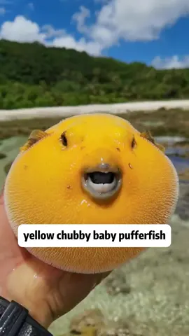 Yellow pufferfish 🐡 #fyp #seafood #sealife #seacreatures #seaanimals #oceanlife #marinelife #beachlife #nature #animals #fishinglife #fishingtips #pufferfish 
