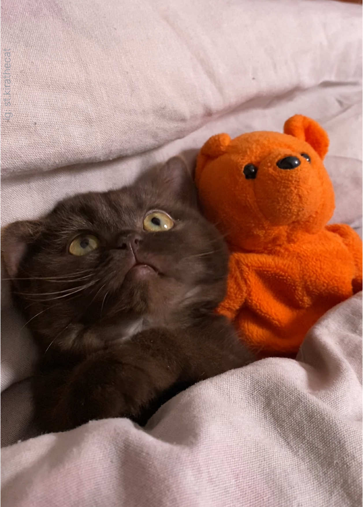 pretty little baby 🐻🤎🐻 #britishshorthaircat #britishcat #browncat #cats #catsoftiktok #питомецвтикток #питомец #британскаякошка 