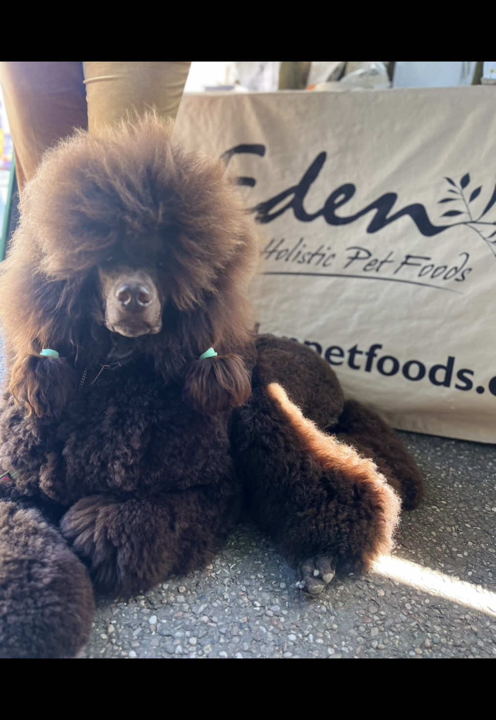 We had an awesome time at the Birmingham National Dog Show at Staffordshire Showgrounds 🐕✨  We loved guessing all the breeds that stopped by our stand, some were tricky, some not so much! 😜  Check out these dogs strutting their stuff in the ring.  Can you guess their breeds 👏 #DogShowFun #edenholisticpetfoods #GuessTheBreed #edenpetfoods #poodle #brusselsgriffon #bichon #allwalksoflife #toydog #dogshow #showdog #dogs #cute 