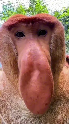 Taman Safari Indonesia #jelajahhepi 