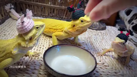 #lizard #animals #animalsoftiktok #foryou #fyp #viral