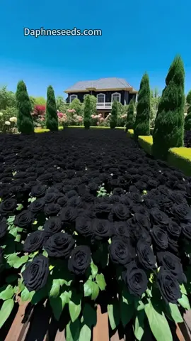 Grow Your Garden’s Crown Jewel with Rare Black Rose Seeds. Perfect for garden enthusiasts 🌹🖤#blackrose #homegarden #roseflower #plantlover #rose #flowers  #plants  #seeds #rareseeds #SummerDeals #Summer #summervibes 