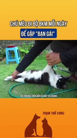 #thucung #cute #petlover #cutecat #mèo #xuhướng #fyp