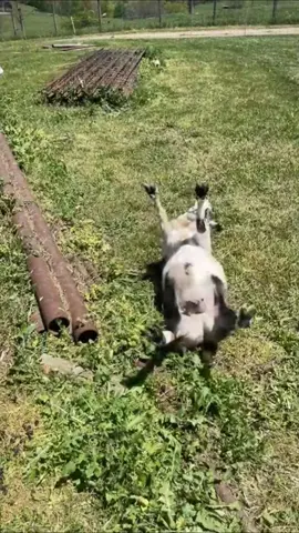 The sheep fainted from fear🤣🤣#goat #goatsoftiktok #goats #funny #pet #cute 