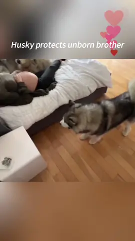 Huskies accompany children’s growth 🥰#fpy #dogsoftiktok #cute #dogandbaby #dogsoftiktok #bestfriend 
