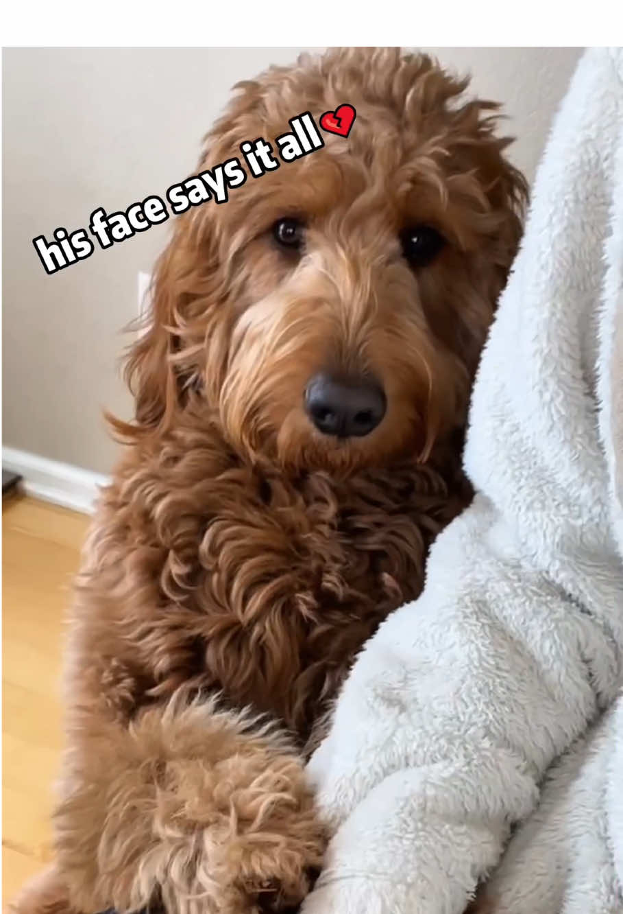 Immediately give that baby some love 💕🥺#dog #dogs #doglover #dogsoftiktok #puppy #foryou #fyp #dogvideos 