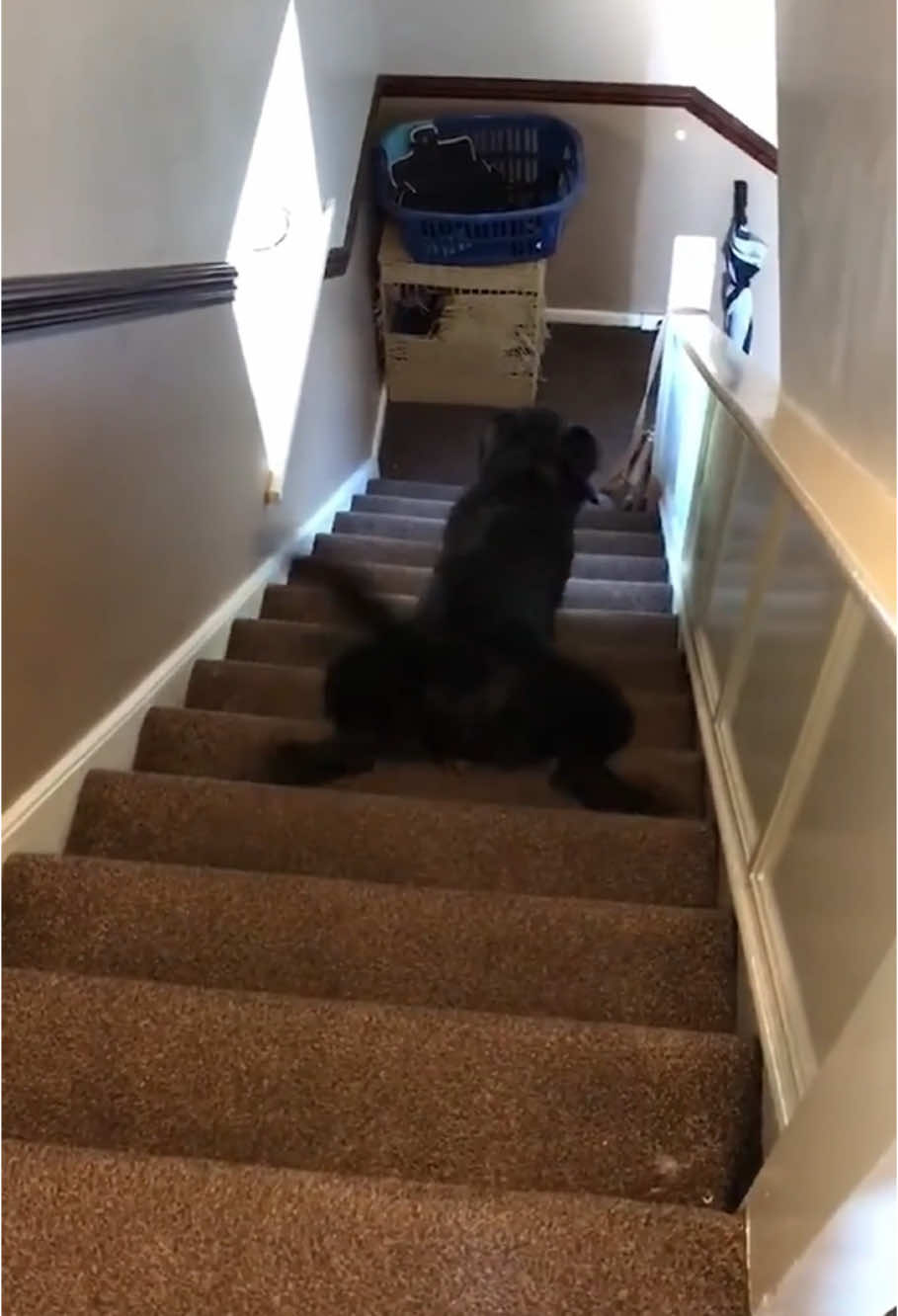 Every dog has a unique way of describing stairs 🤣🤣 #dog #dogsoftiktok #funnyvideos #fyp 