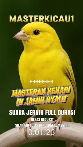 Pancing emosi kenari , suara jernih #kenarigacor #burung #kicaumaniaindonesia #kenarimaniaindonesia 