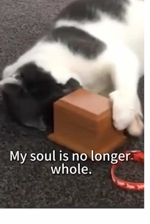 In the stillness of the room, the cat mourned a friendship that could never return🌈💔. #rip #cat #fypシ゚viral #catsoftiktok #gofundmehelp #donate #rescuecat #straycat #fosteringsaveslives #rainbowbridge🌈 #petloss #petgrief #share