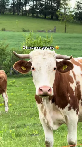 Posalji svojoj kravi 🤣 #fyp #fy #zatebe #balkan #balkanmemes #tagujdruga #krava 