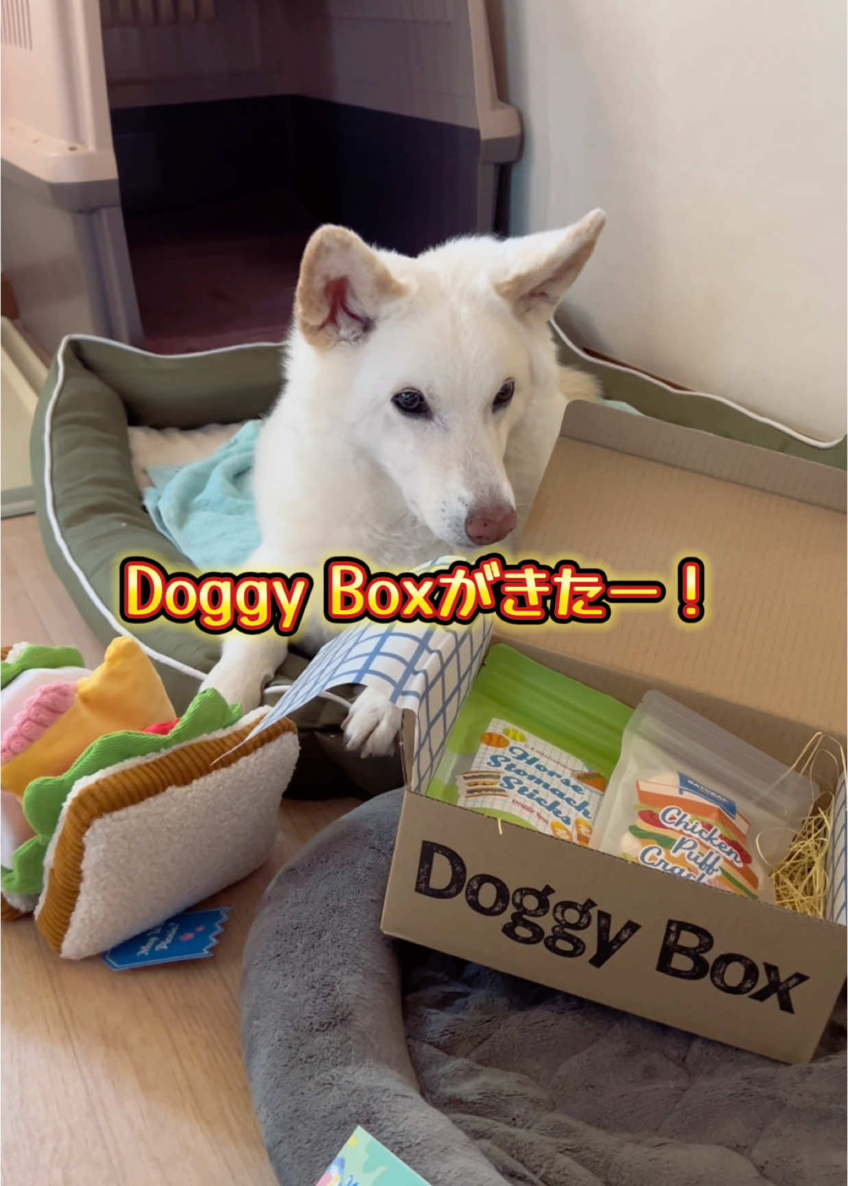 【いつも可愛い🥹💕🐶】#doggybox #pr #雑種犬 #ミックス犬 #保護犬を家族に #犬のいる暮らし 